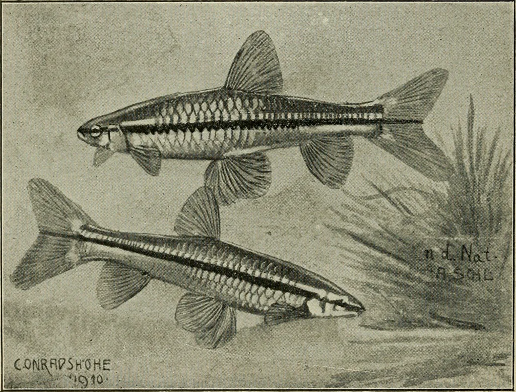 An illustration from Die exotischen zierfische in wort und bild, 1914, leaf 183
