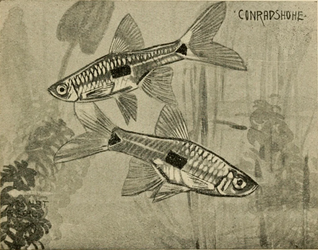 An illustration from Die exotischen zierfische in wort und bild, 1914, leaf 184
