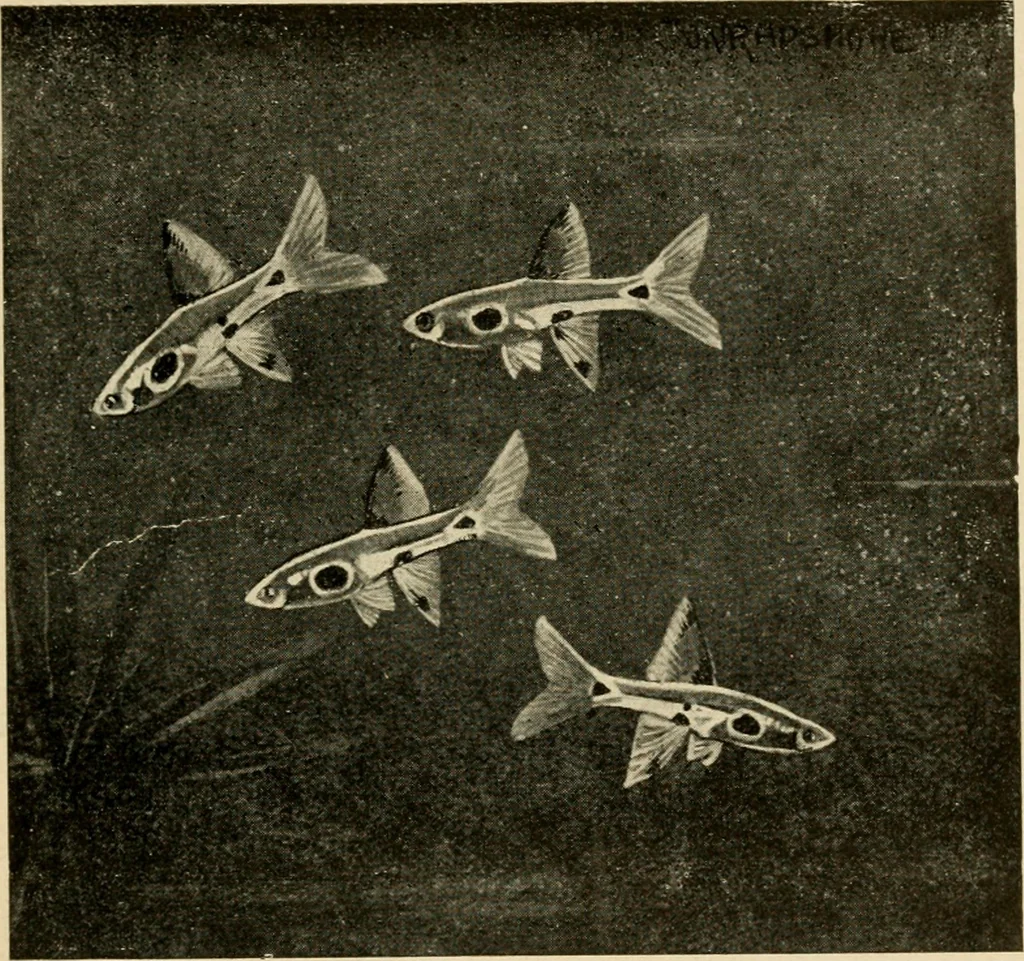 An illustration from Die exotischen zierfische in wort und bild, 1914, leaf 186