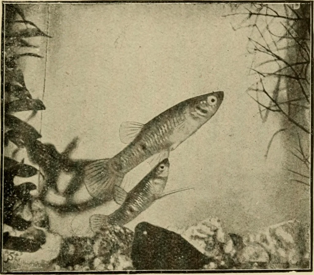 An illustration from Die exotischen zierfische in wort und bild, 1914, leaf 188