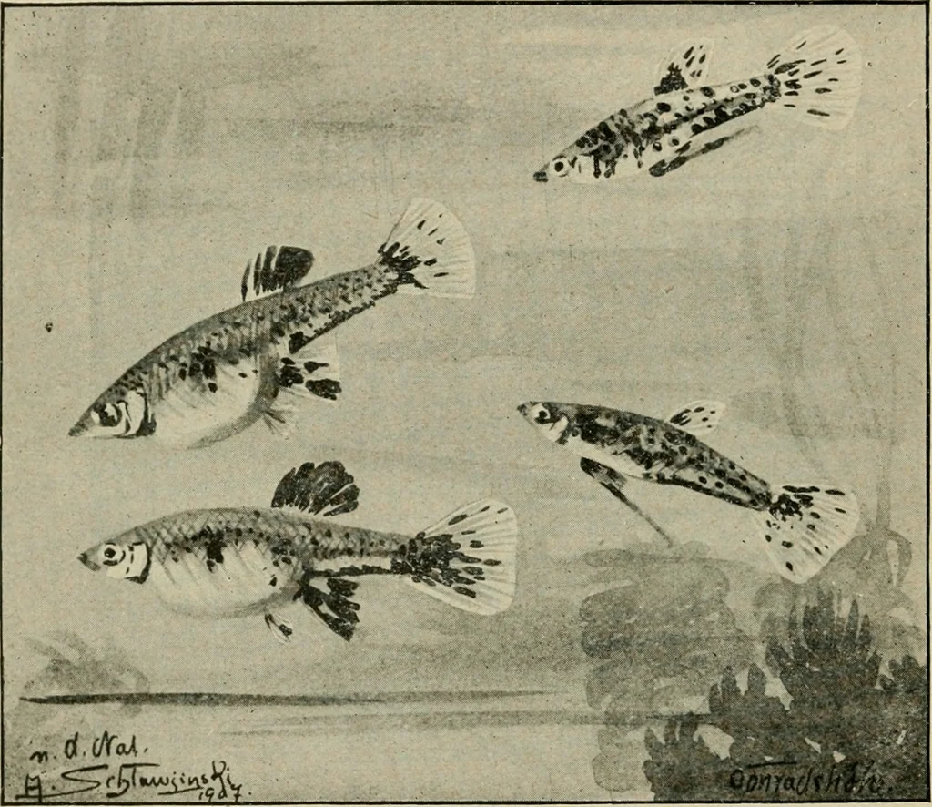 An illustration from Die exotischen zierfische in wort und bild, 1914, leaf 189