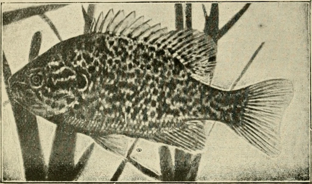 An illustration from Die exotischen zierfische in wort und bild, 1914, leaf 19