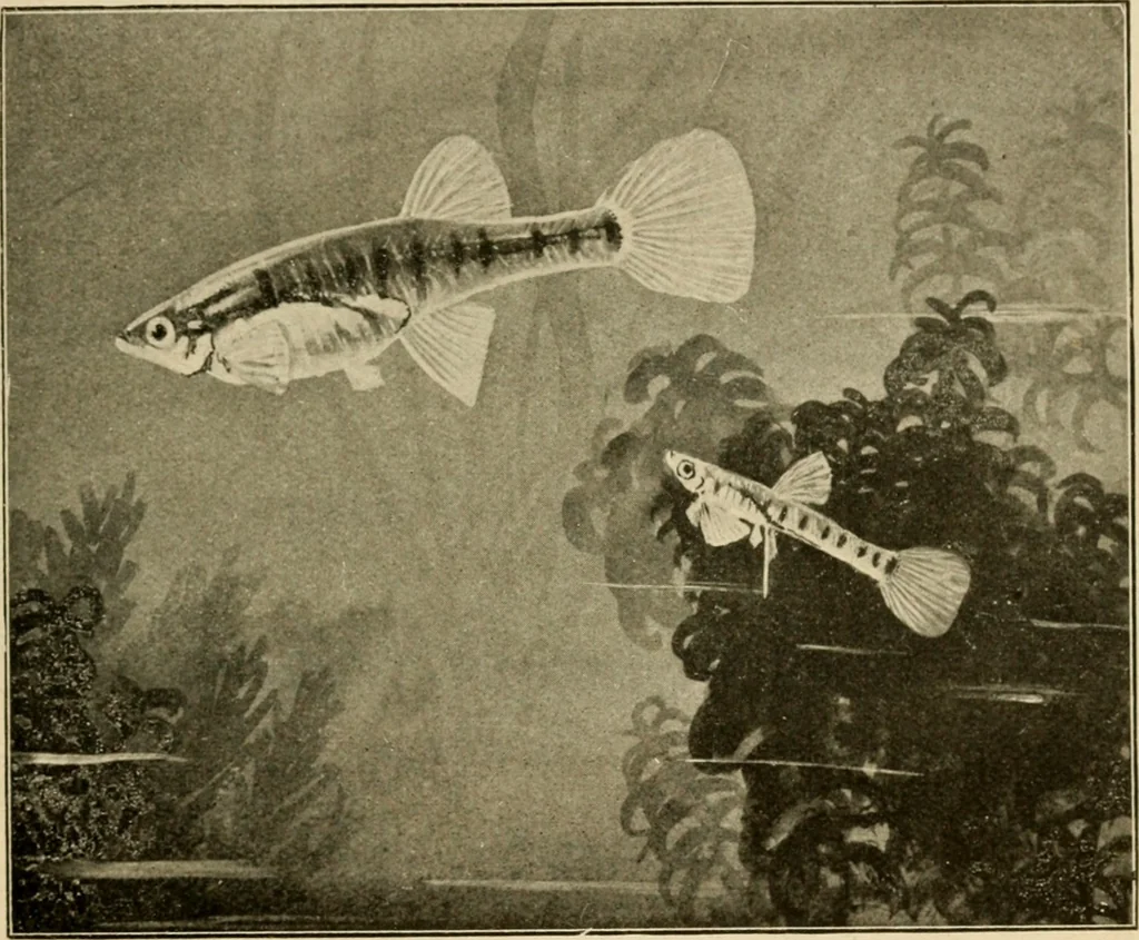 An illustration from Die exotischen zierfische in wort und bild, 1914, leaf 190
