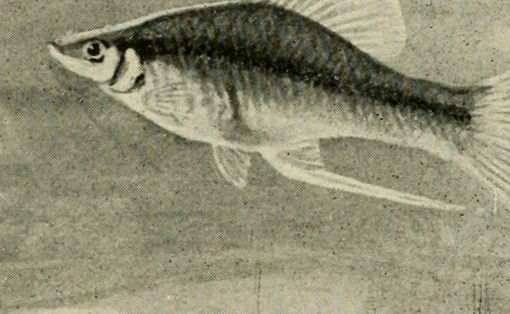 An illustration from Die exotischen zierfische in wort und bild, 1914, leaf 193