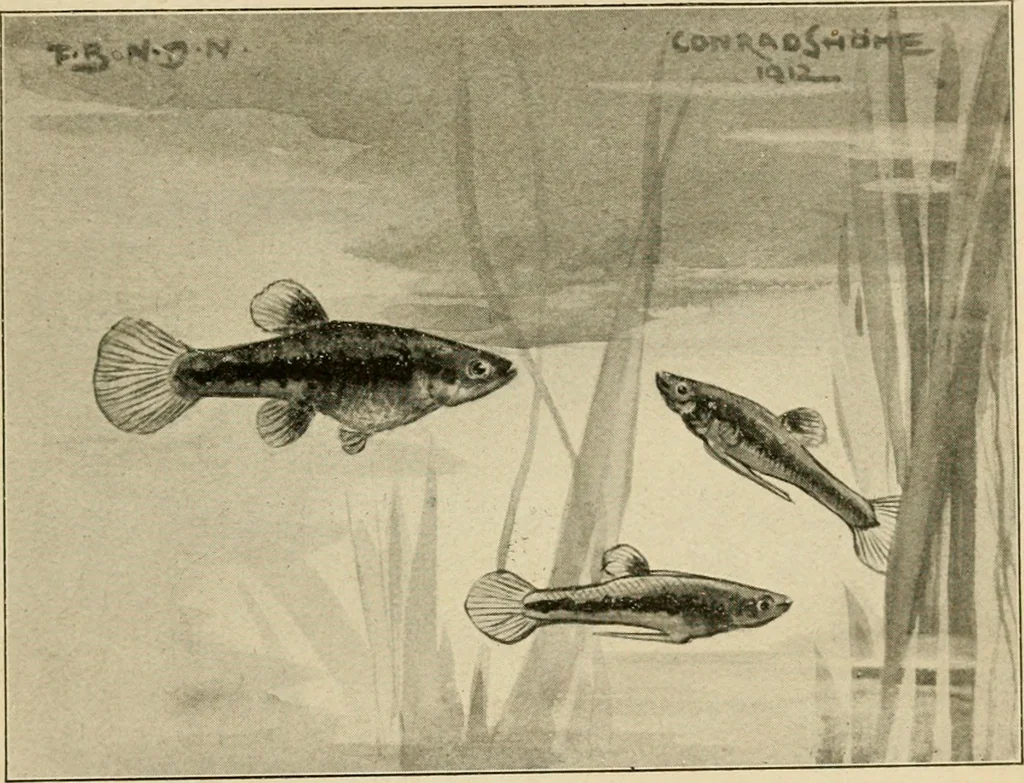 An illustration from Die exotischen zierfische in wort und bild, 1914, leaf 194
