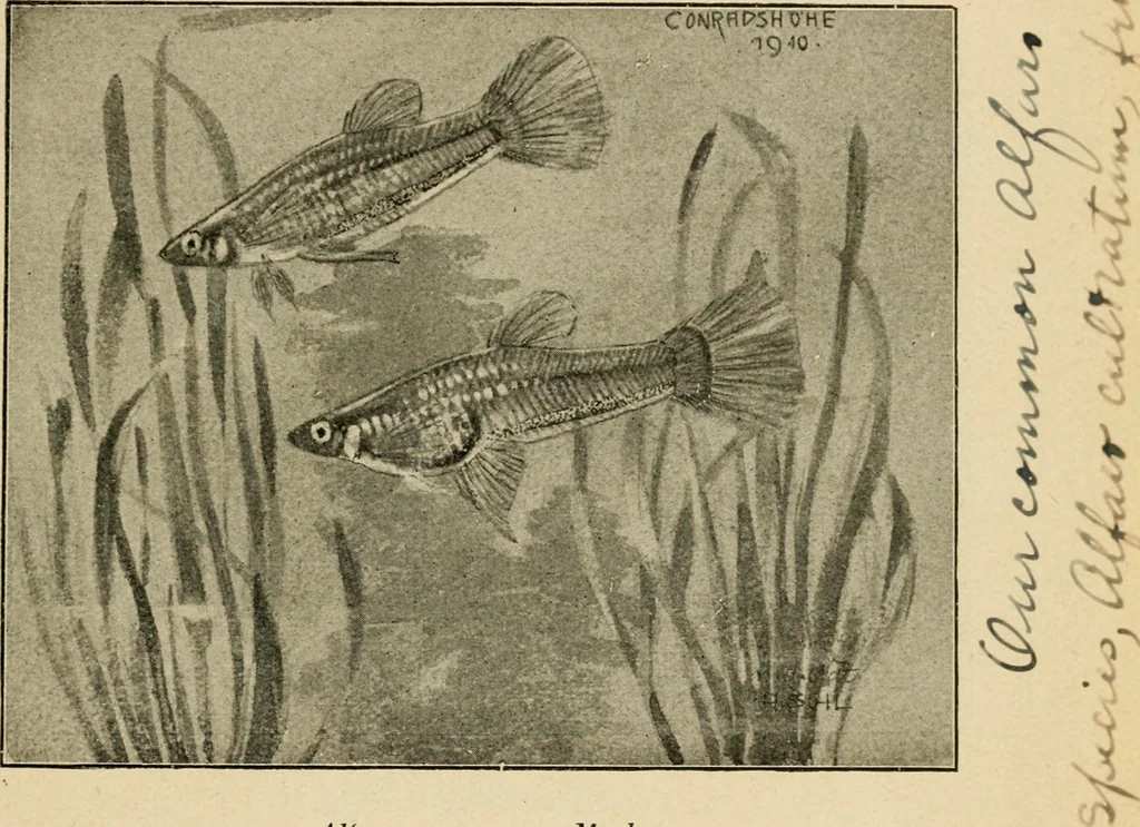 An illustration from Die exotischen zierfische in wort und bild, 1914, leaf 196
