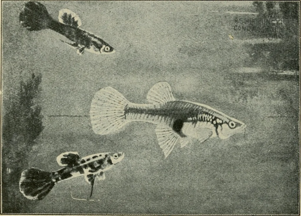 An illustration from Die exotischen zierfische in wort und bild, 1914, leaf 197