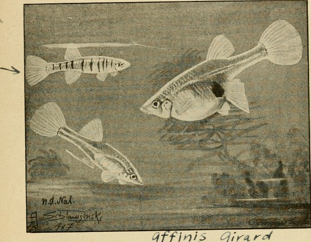 An illustration from Die exotischen zierfische in wort und bild, 1914, leaf 198