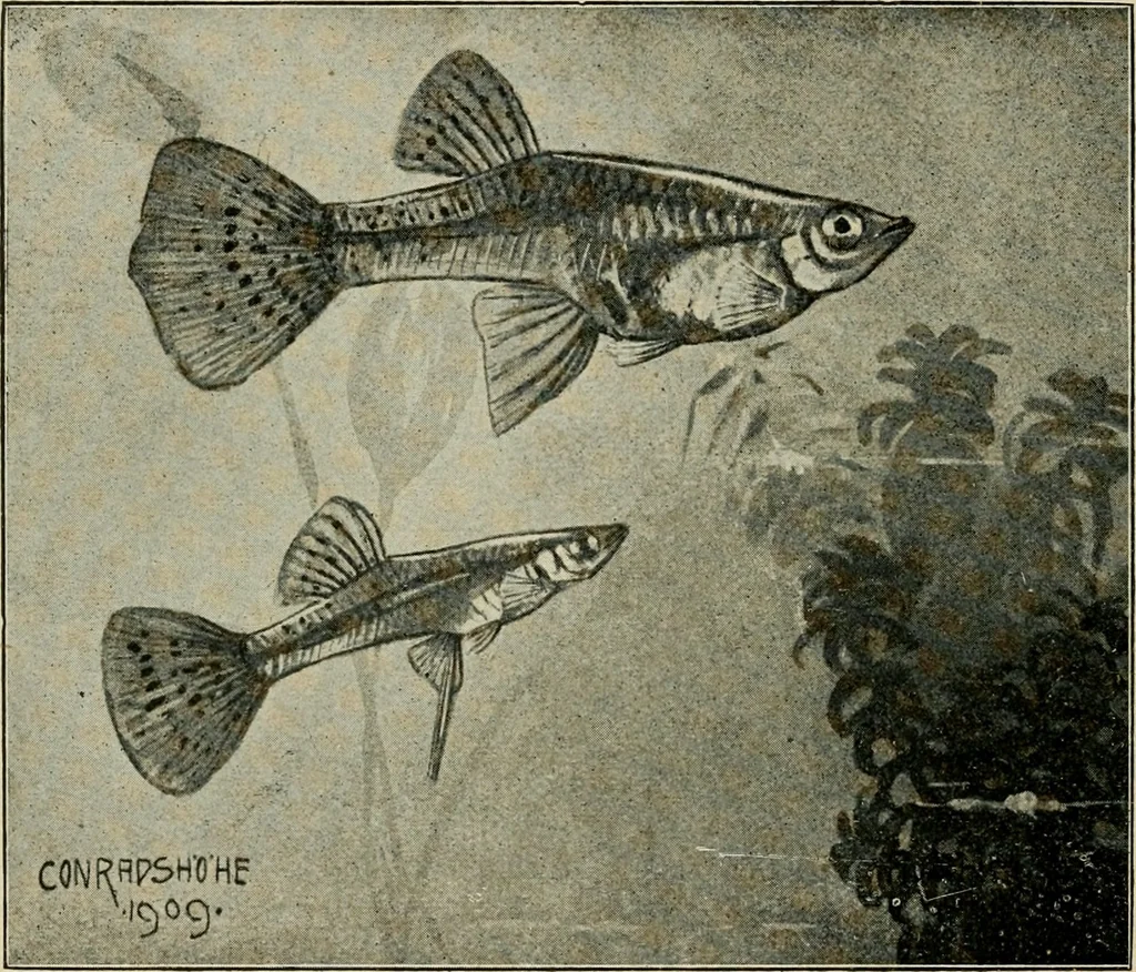 An illustration from Die exotischen zierfische in wort und bild, 1914, leaf 199