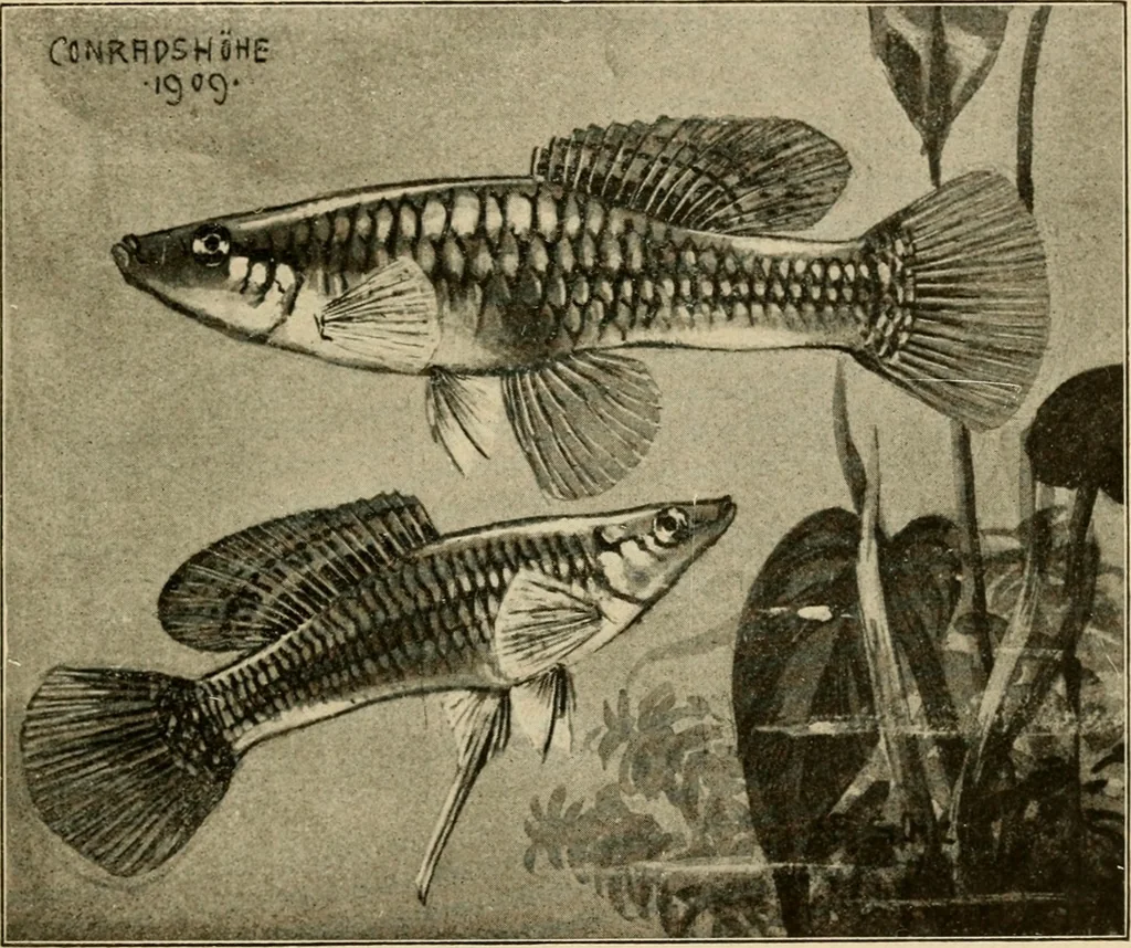 An illustration from Die exotischen zierfische in wort und bild, 1914, leaf 202