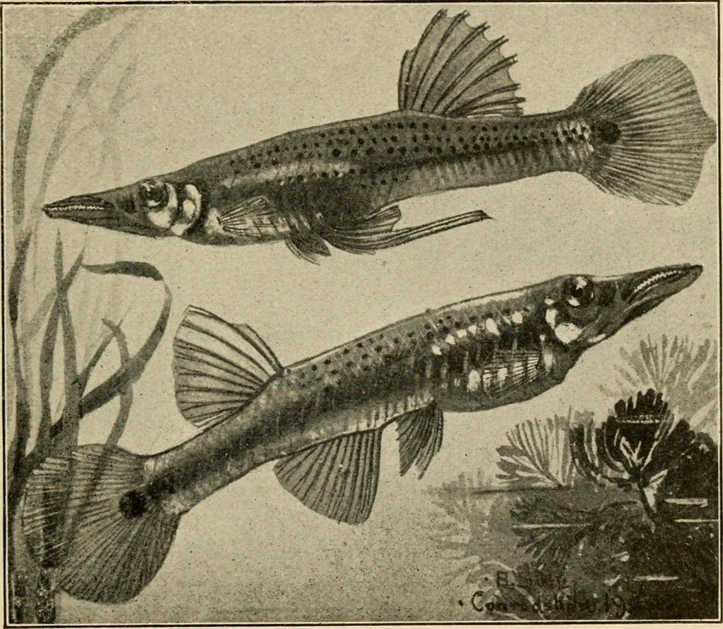 An illustration from Die exotischen zierfische in wort und bild, 1914, leaf 204