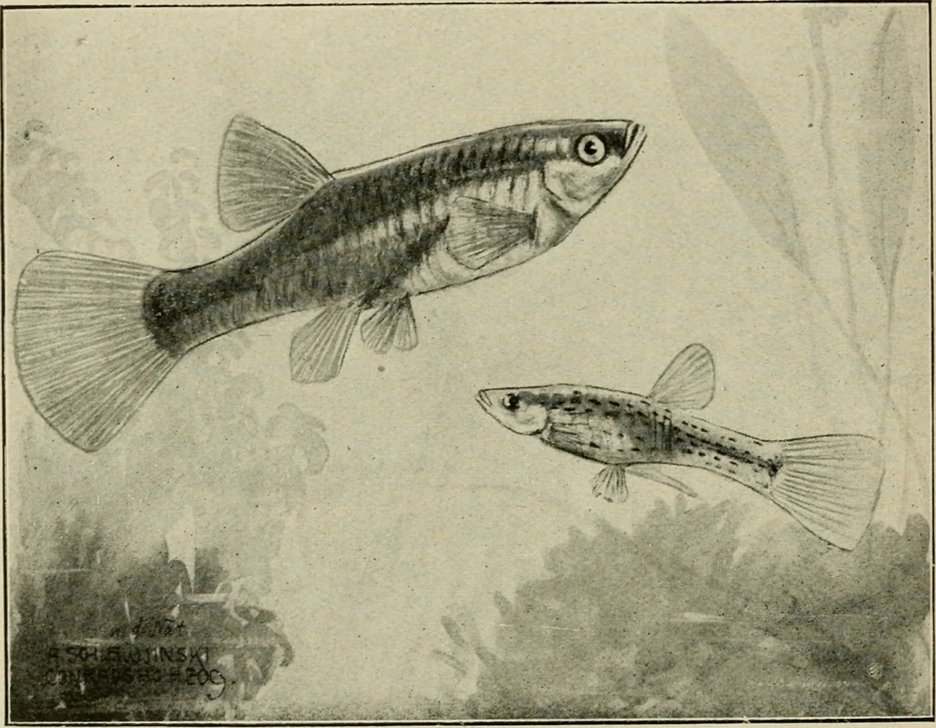 An illustration from Die exotischen zierfische in wort und bild, 1914, leaf 205