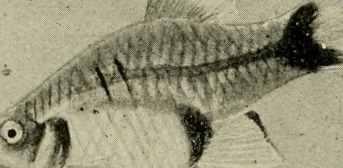 An illustration from Die exotischen zierfische in wort und bild, 1914, leaf 207