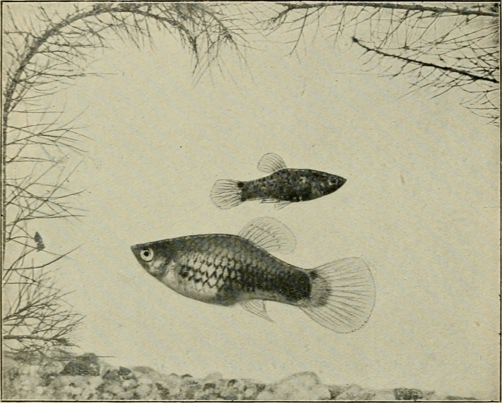 An illustration from Die exotischen zierfische in wort und bild, 1914, leaf 209