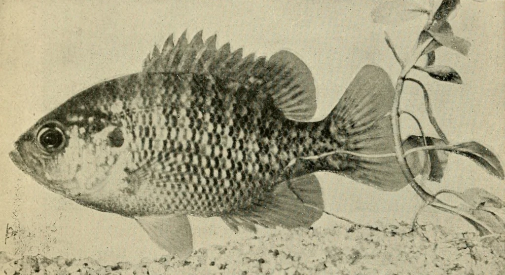 An illustration from Die exotischen zierfische in wort und bild, 1914, leaf 21