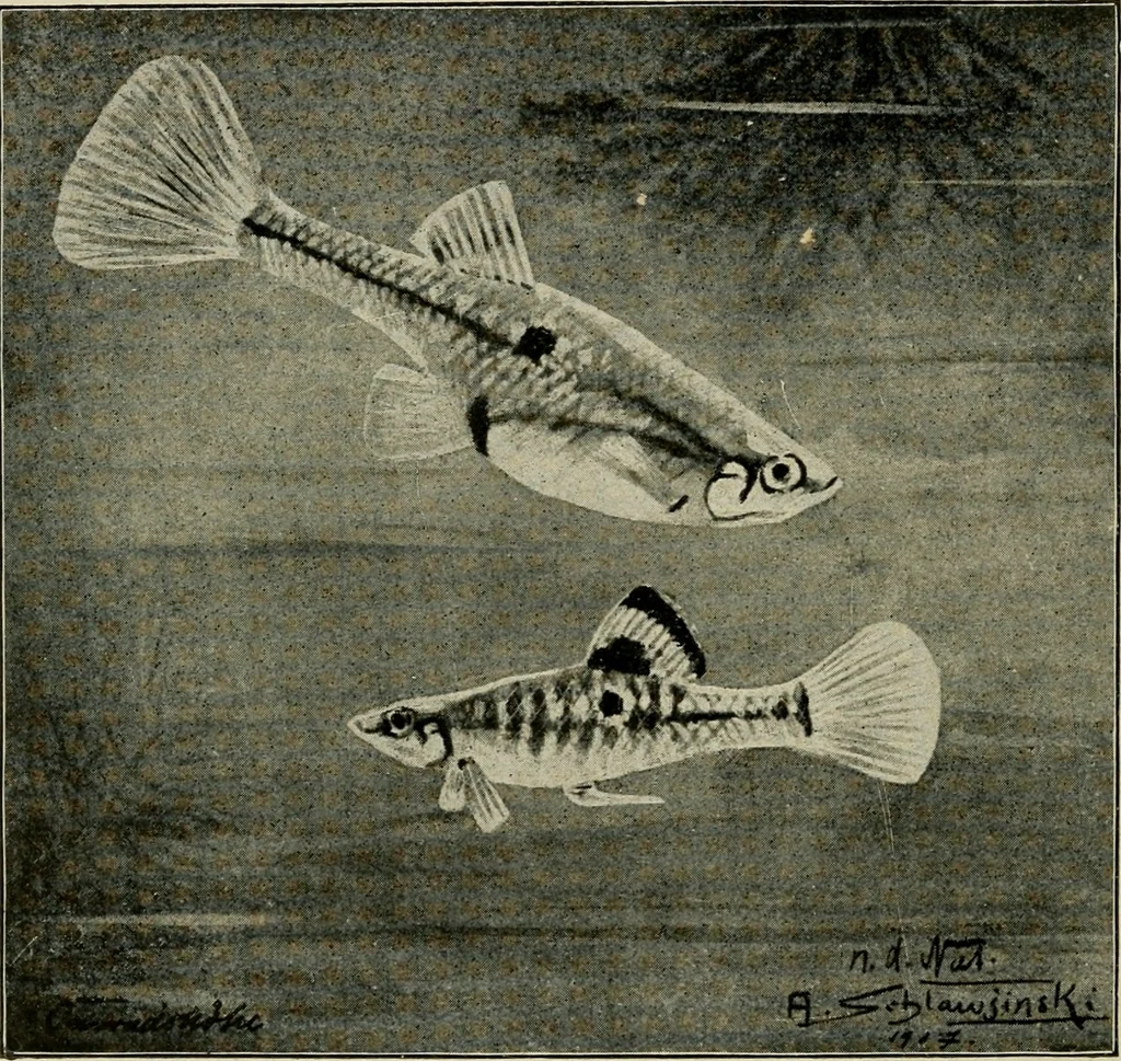 An illustration from Die exotischen zierfische in wort und bild, 1914, leaf 213