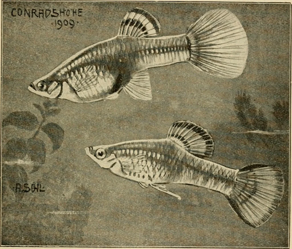 An illustration from Die exotischen zierfische in wort und bild, 1914, leaf 214
