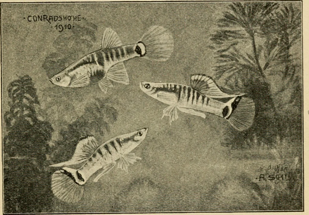 An illustration from Die exotischen zierfische in wort und bild, 1914, leaf 216