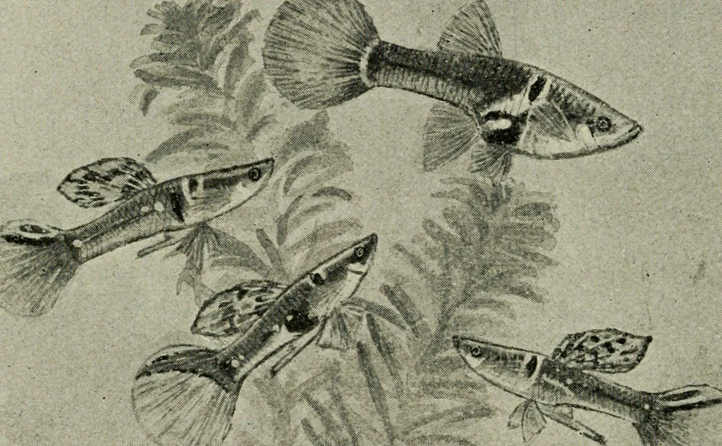 An illustration from Die exotischen zierfische in wort und bild, 1914, leaf 217