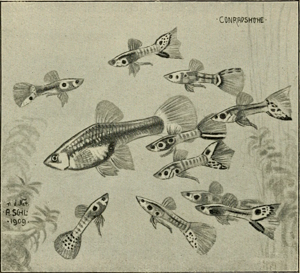 An illustration from Die exotischen zierfische in wort und bild, 1914, leaf 219