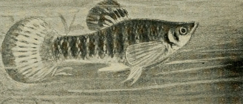 An illustration from Die exotischen zierfische in wort und bild, 1914, leaf 221