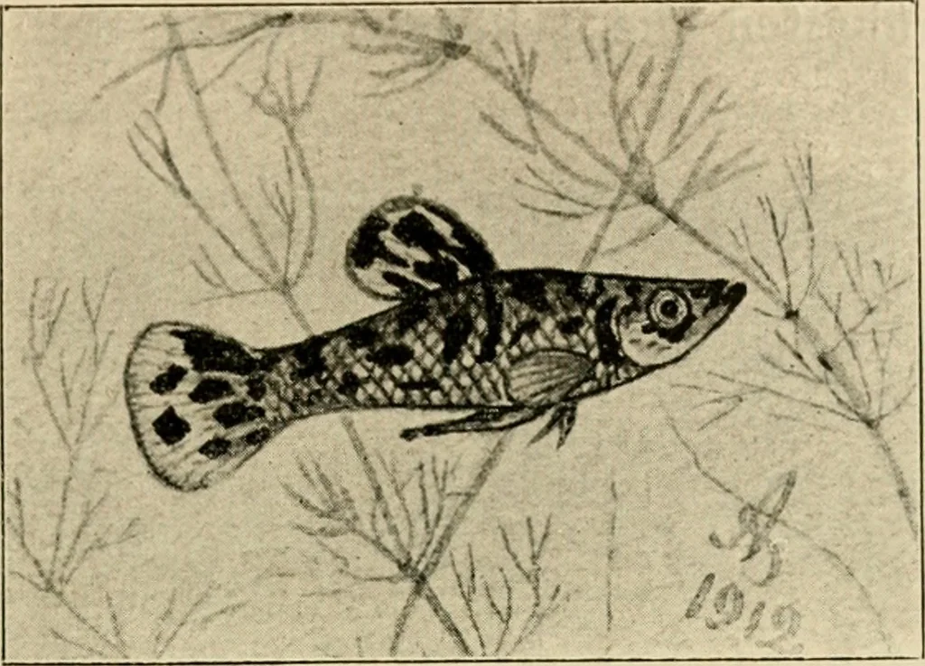 An illustration from Die exotischen zierfische in wort und bild, 1914, leaf 222