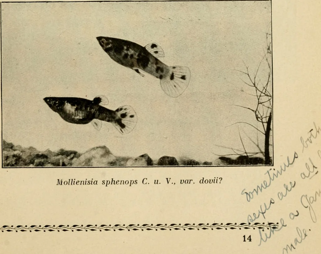An illustration from Die exotischen zierfische in wort und bild, 1914, leaf 222