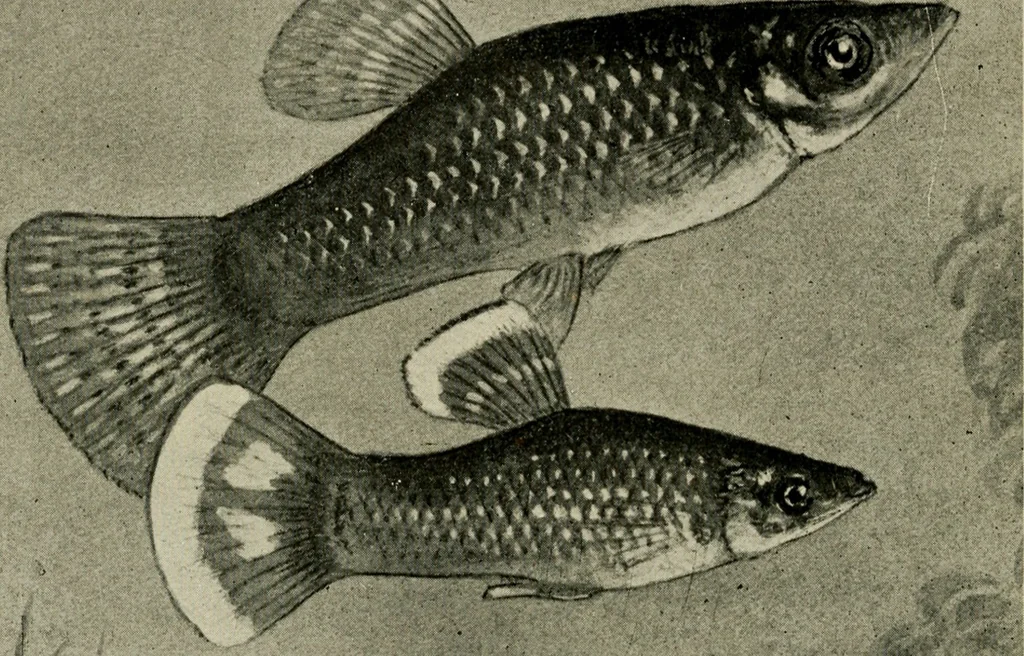 An illustration from Die exotischen zierfische in wort und bild, 1914, leaf 223
