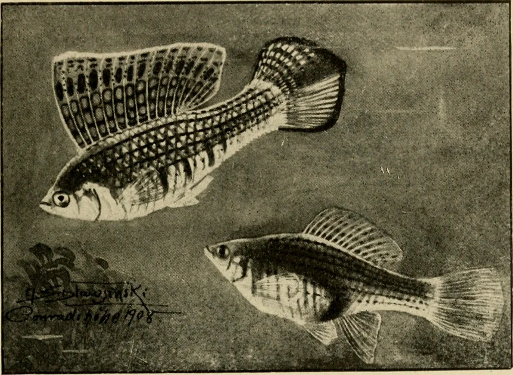 An illustration from Die exotischen zierfische in wort und bild, 1914, leaf 224