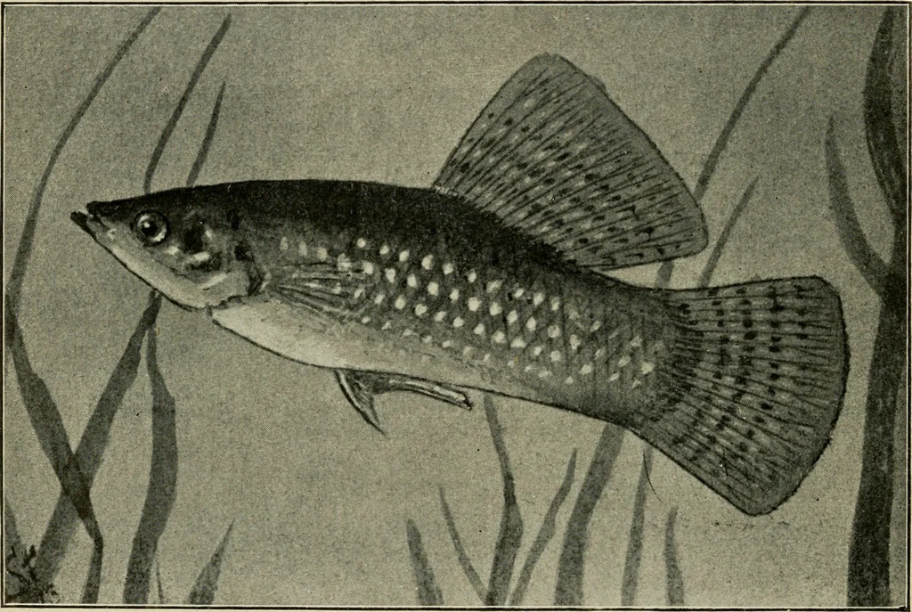 An illustration from Die exotischen zierfische in wort und bild, 1914, leaf 225