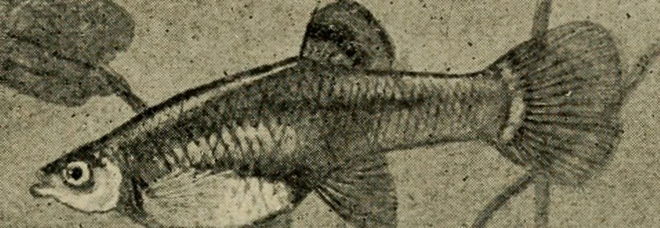 An illustration from Die exotischen zierfische in wort und bild, 1914, leaf 226