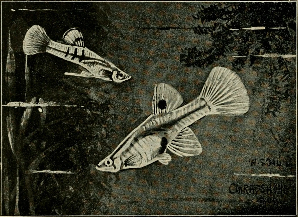 An illustration from Die exotischen zierfische in wort und bild, 1914, leaf 227