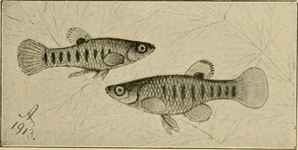 An illustration from Die exotischen zierfische in wort und bild, 1914, leaf 228
