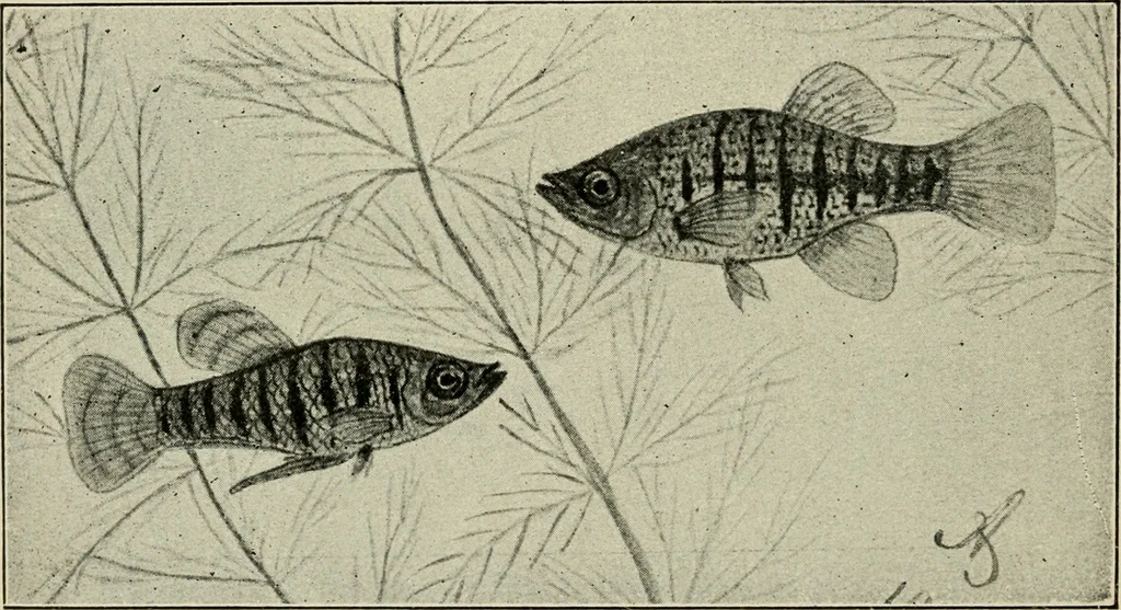 An illustration from Die exotischen zierfische in wort und bild, 1914, leaf 229