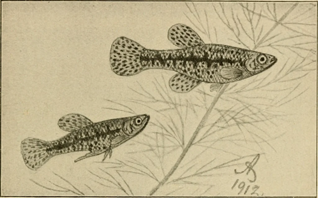 An illustration from Die exotischen zierfische in wort und bild, 1914, leaf 232