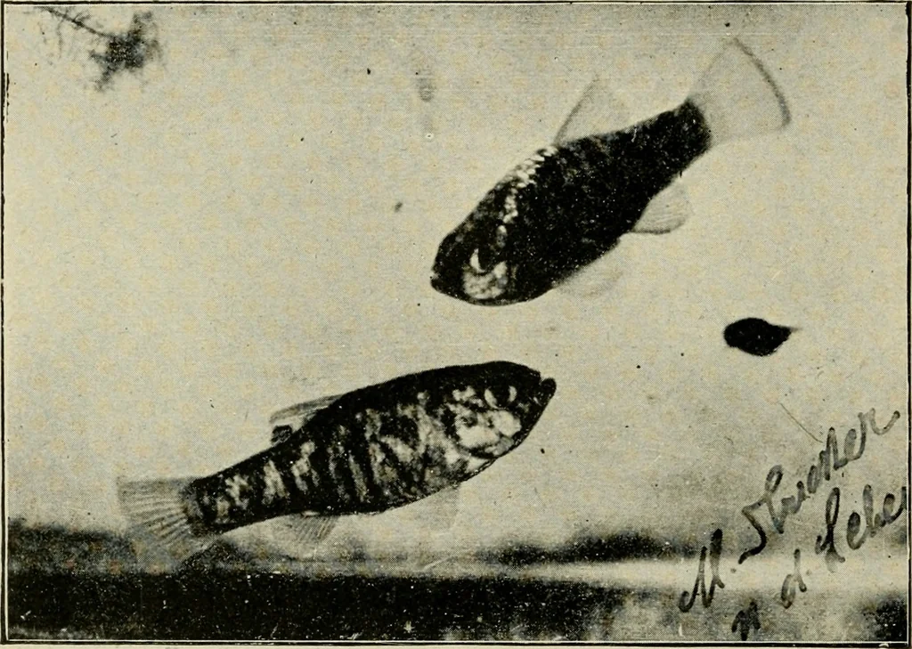 An illustration from Die exotischen zierfische in wort und bild, 1914, leaf 235