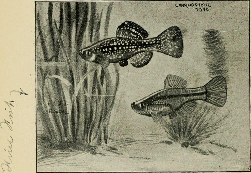 An illustration from Die exotischen zierfische in wort und bild, 1914, leaf 237