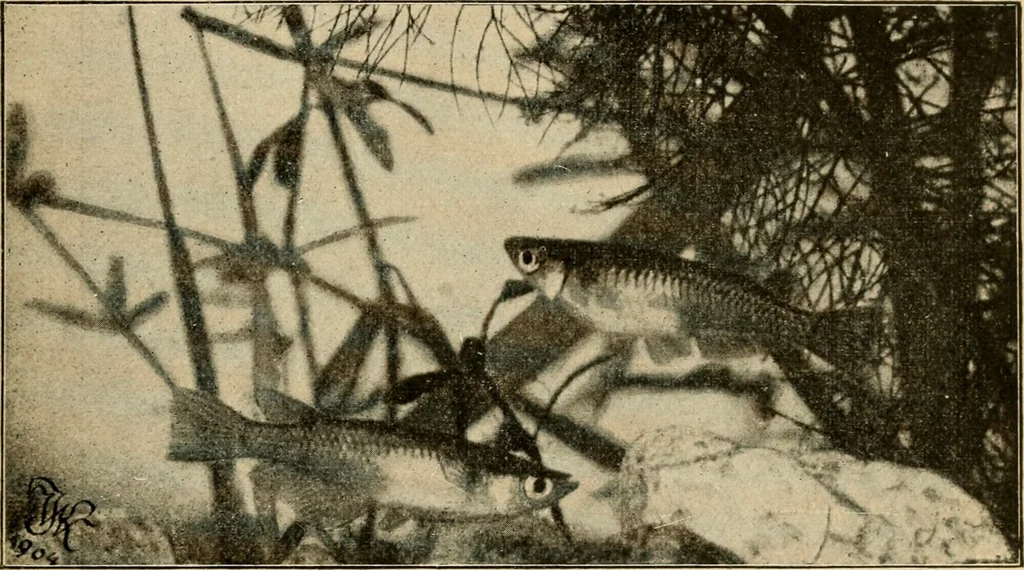 An illustration from Die exotischen zierfische in wort und bild, 1914, leaf 238