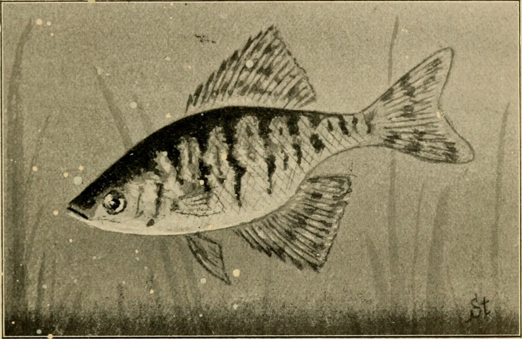 An illustration from Die exotischen zierfische in wort und bild, 1914, leaf 24
