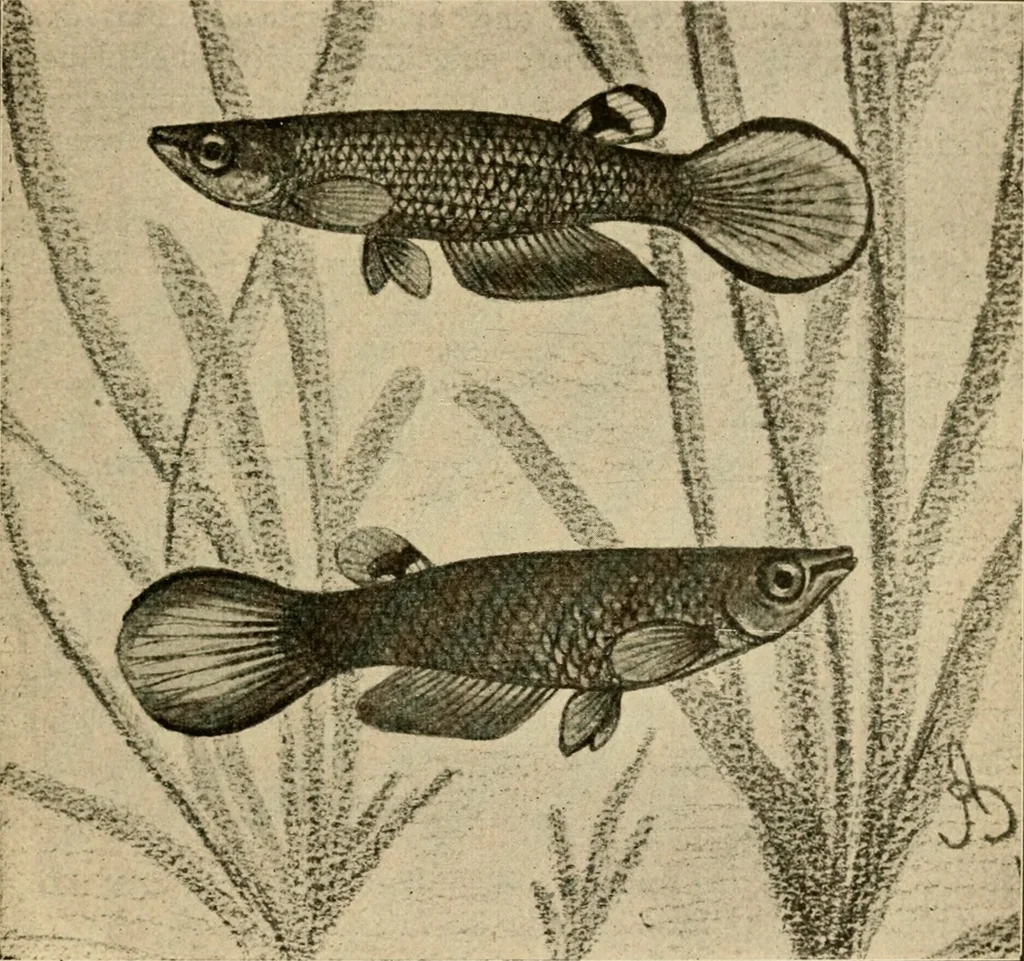 An illustration from Die exotischen zierfische in wort und bild, 1914, leaf 242