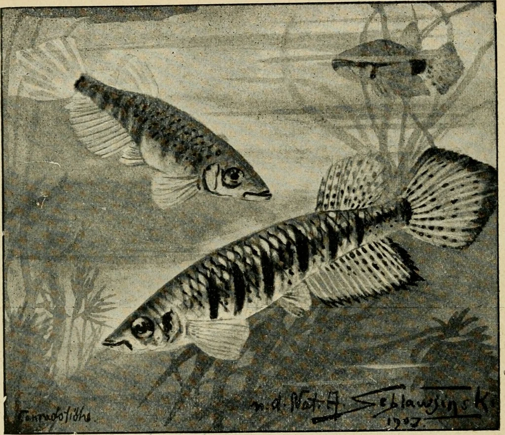 An illustration from Die exotischen zierfische in wort und bild, 1914, leaf 247