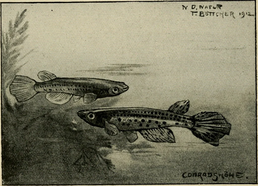 An illustration from Die exotischen zierfische in wort und bild, 1914, leaf 249