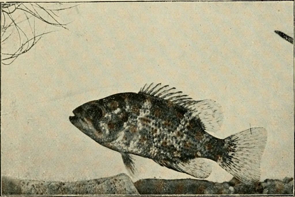 An illustration from Die exotischen zierfische in wort und bild, 1914, leaf 25