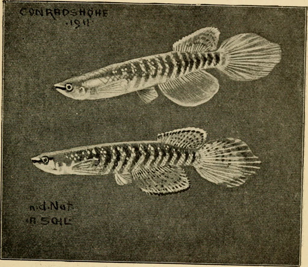 An illustration from Die exotischen zierfische in wort und bild, 1914, leaf 250