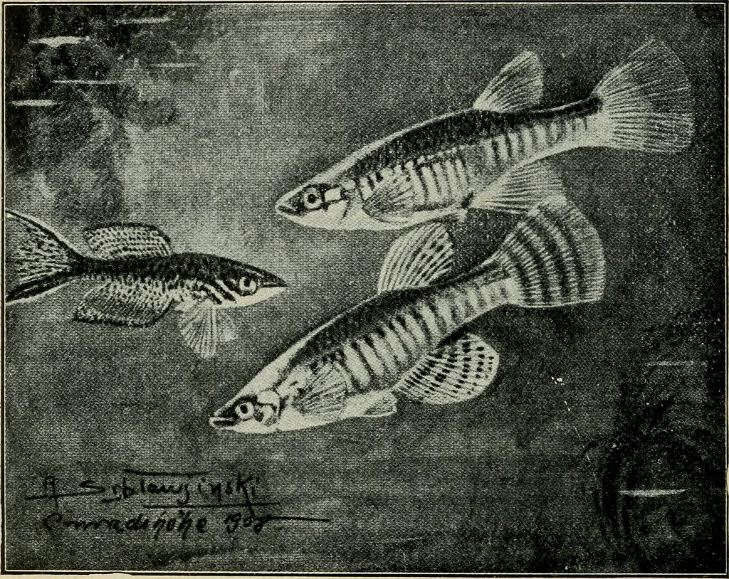 An illustration from Die exotischen zierfische in wort und bild, 1914, leaf 251