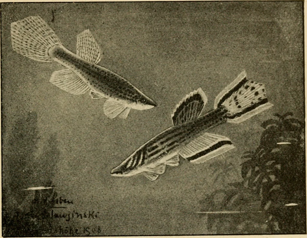 An illustration from Die exotischen zierfische in wort und bild, 1914, leaf 254