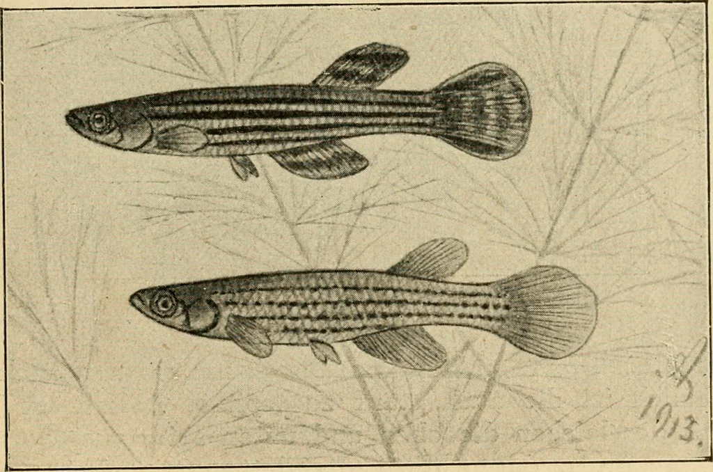 An illustration from Die exotischen zierfische in wort und bild, 1914, leaf 256