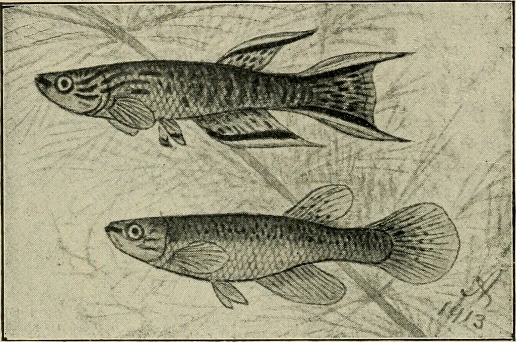 An illustration from Die exotischen zierfische in wort und bild, 1914, leaf 257