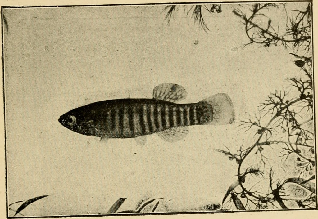 An illustration from Die exotischen zierfische in wort und bild, 1914, leaf 258