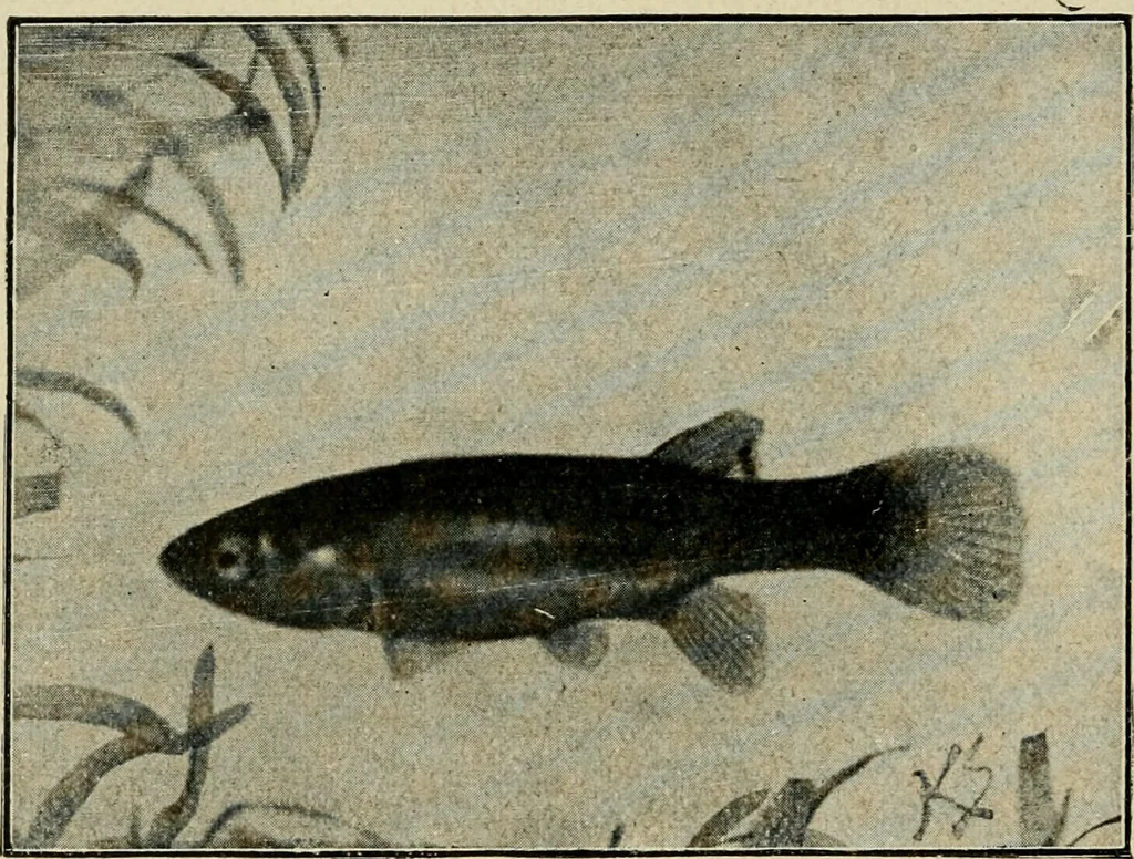 An illustration from Die exotischen zierfische in wort und bild, 1914, leaf 259